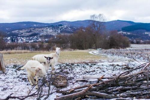 20170123 kosovo20162ejour28