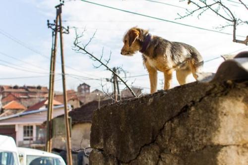 20170123 kosovo20164ejouretnouvelan6